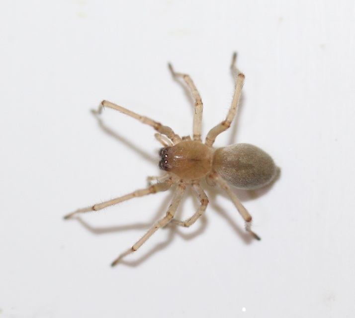 Cheiracanthium