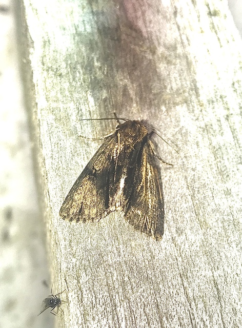 Acronicta alni - éger-szigonyosbagoly