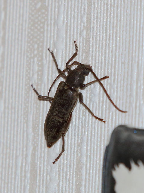 Trichoferus campestris - szállóvendég éjicincér