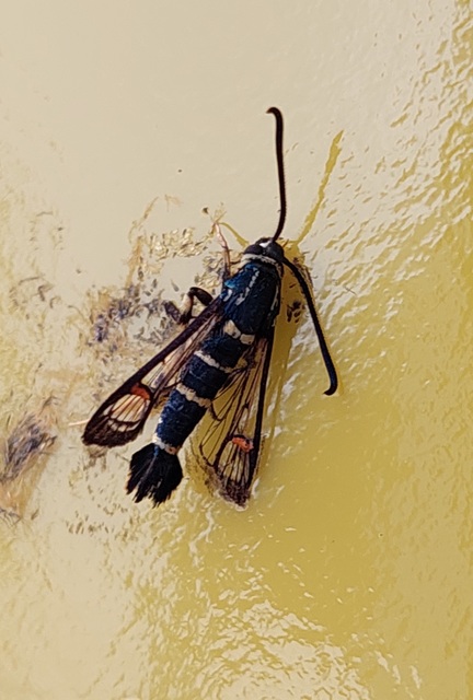 Synanthedon vespiformis - darázsszitkár