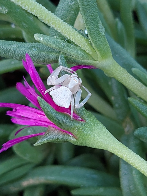 Thomisus onustus - fehér karolópók