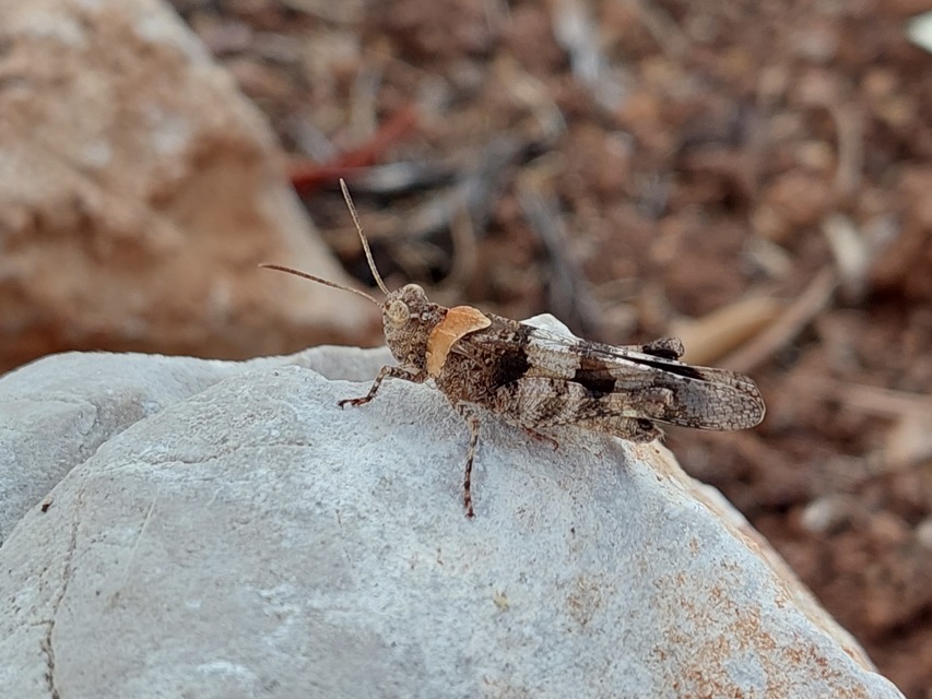 Oedipoda caerulescens - kékszárnyú sáska