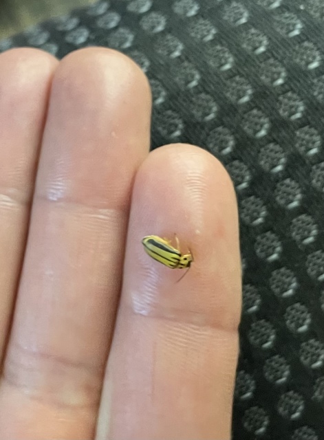 Xanthogalerucella luteola - szilfa-olajosbogár