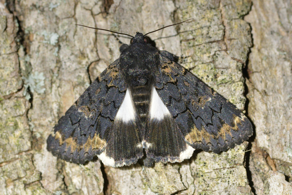 Catephia alchymista - fekete övesbagoly