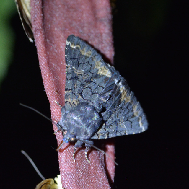 Catephia alchymista - fekete övesbagoly