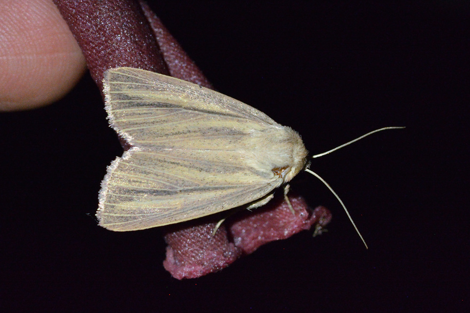 Mythimna pudorina - vörös rétibagoly