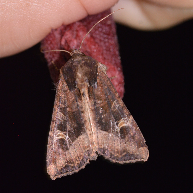 Helotropha leucostigma - mocsári nőszirombagoly