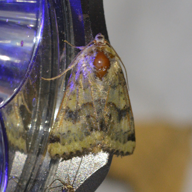 Heliothis viriplaca - mácsonyabagoly