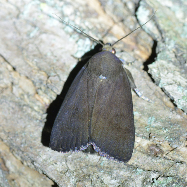 Amphipyra livida - zsírfényű bagoly