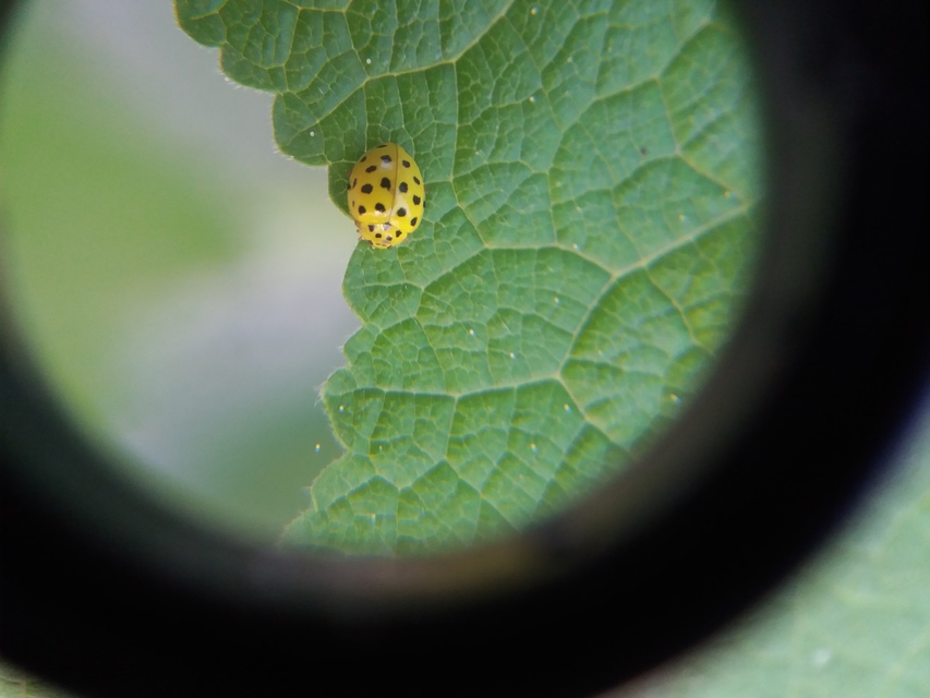 Psyllobora vigintiduopunctata - huszonkétpettyes katica