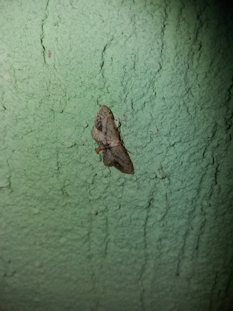 Idaea dimidiata - gyakori apróaraszoló