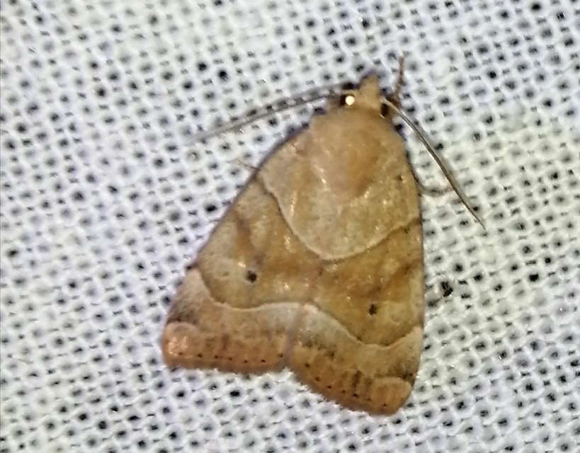 Cosmia trapezina - közönséges lombbagoly