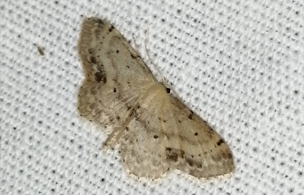 Idaea dimidiata - gyakori apróaraszoló