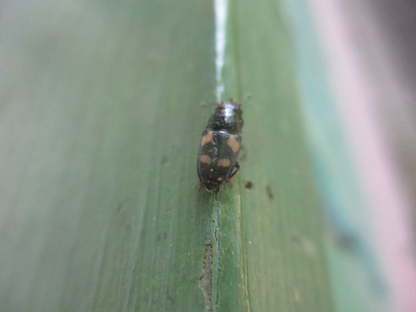 Glischrochilus quadrisignatus - amerikai fénybogár Glischrochilus quadrisignatus - amerikai fénybogár