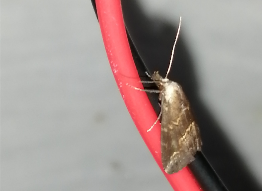 Schrankia costaestrigalis - keskenyszárnyú karcsúbagoly