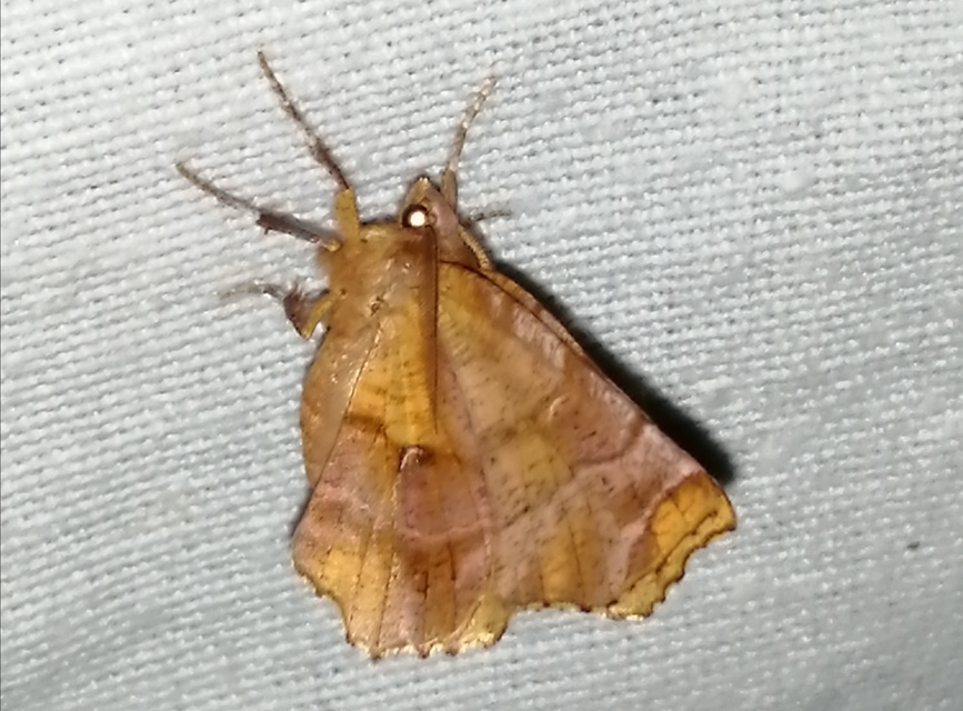Selenia dentaria - kétfoltos holdasaraszoló