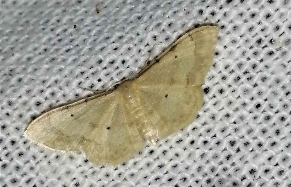 Idaea politaria - vonalas apróaraszoló