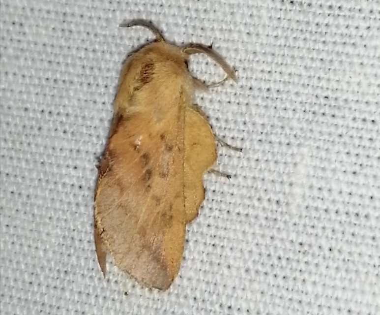 Phyllodesma tremulifolia - nyárlevélpohók