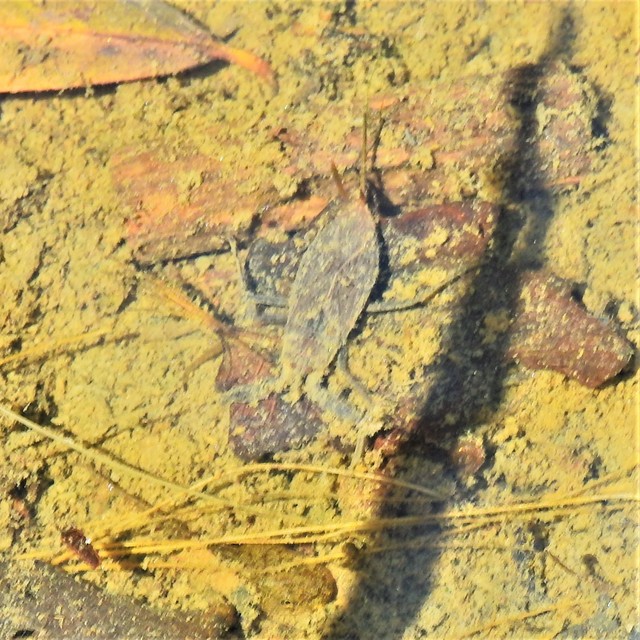 Nepa cinerea - víziskorpió