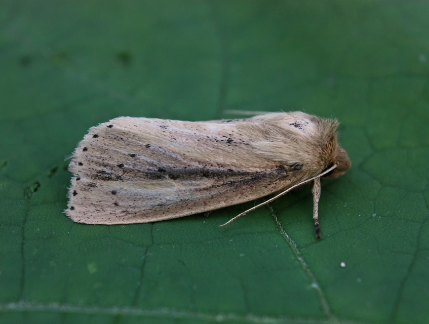 Globia sparganii - nagy nádibagoly