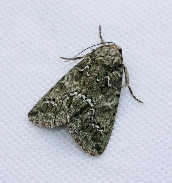 Polyphaenis sericata - selyemfényű erdeibagoly