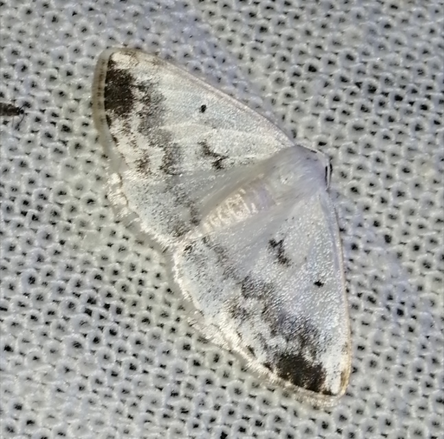 Lomographa temerata - foltos fehéraraszoló