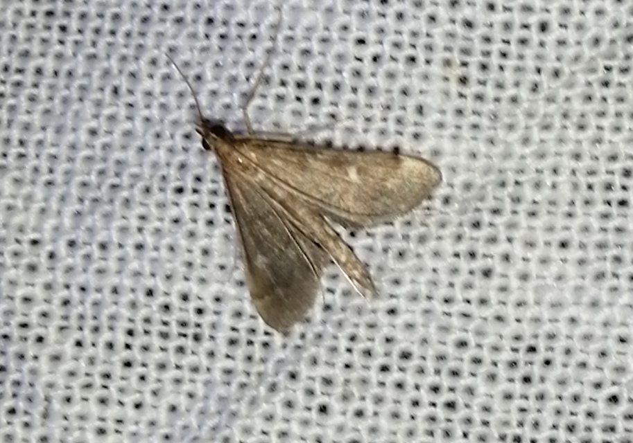 Dolicharthria punctalis - hosszúlábú tűzmoly