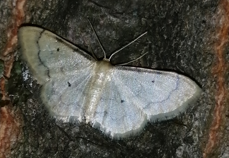 Idaea politaria - vonalas apróaraszoló