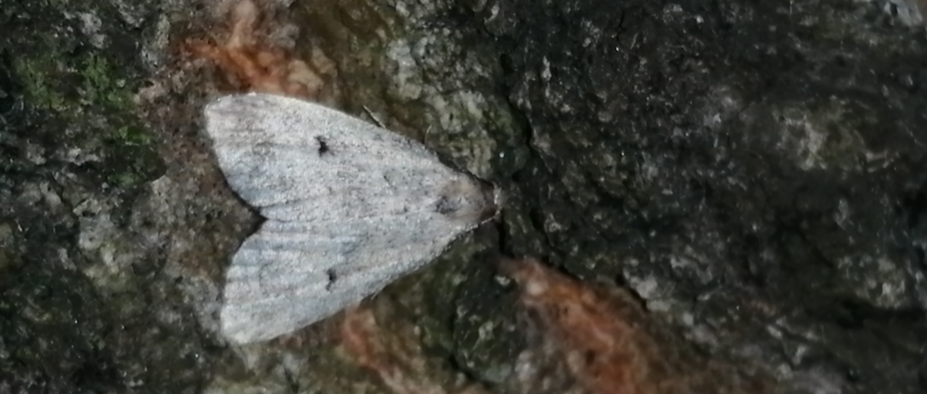 Hypenodes pannonica - pannon karcsúbagoly