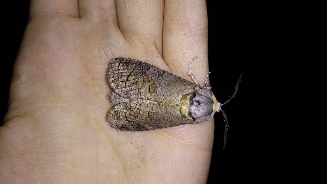 Cossus cossus - fűzfarontólepke