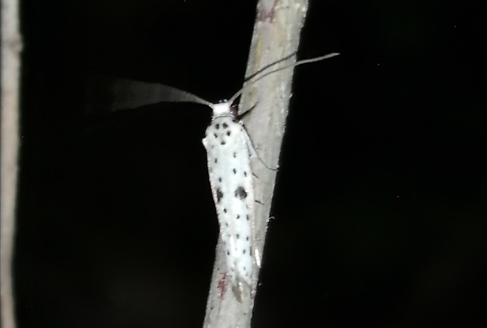 Yponomeuta plumbella - pókhálós bengemoly