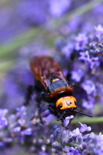 Megascolia maculata - óriás-tőrösdarázs