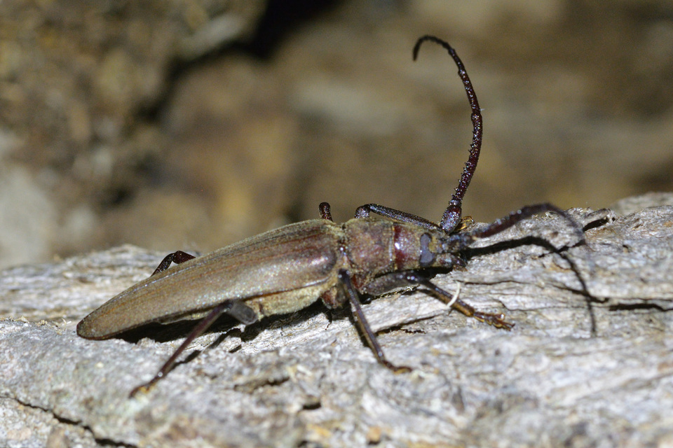 Aegosoma scabricorne - diófacincér