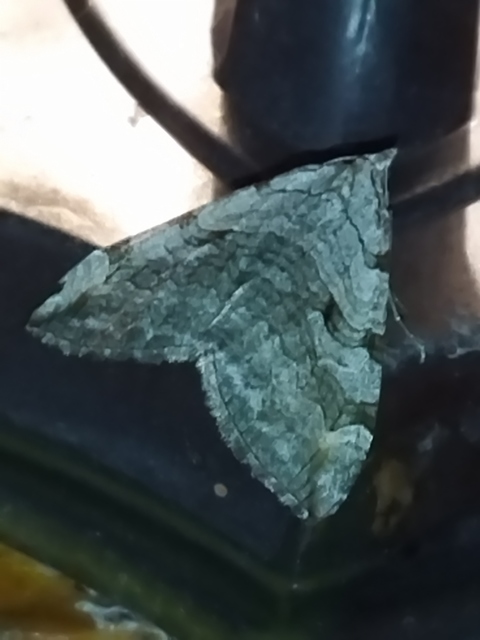 Aplocera efformata/plagiata