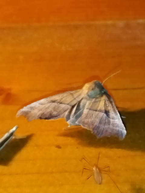 Scoliopteryx libatrix - vörös csipkésbagoly