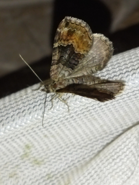 Xanthorhoe quadrifasiata - négysávos tarkaaraszoló