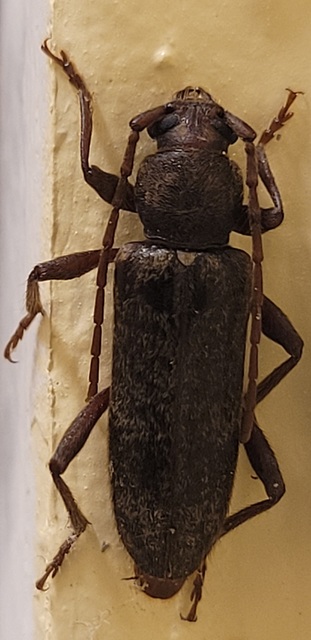 Trichoferus campestris - szállóvendég éjicincér
