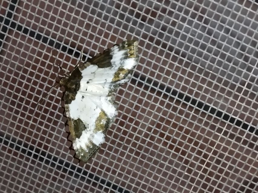 Melanthia procellata - hullámos tarkaaraszoló