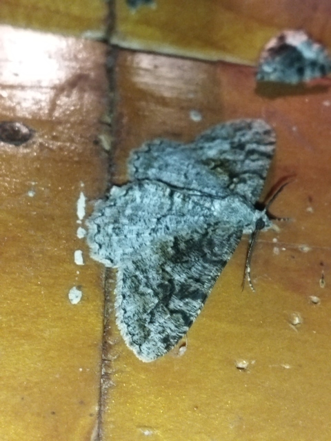 Alcis repandata - foltos faaraszoló