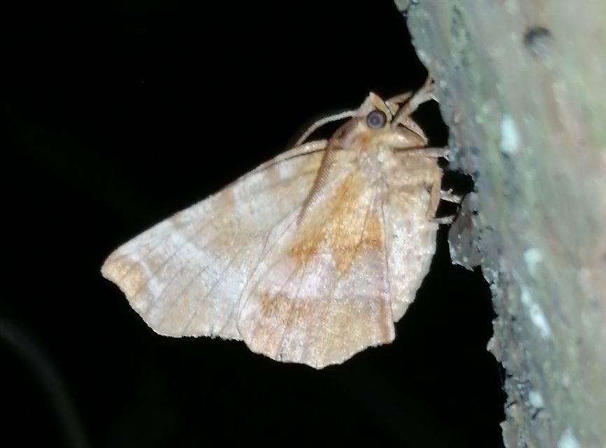 Selenia dentaria - kétfoltos holdasaraszoló