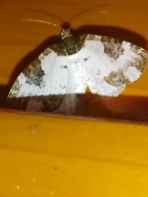 Melanthia procellata - hullámos tarkaaraszoló