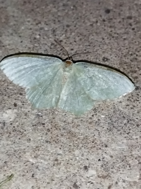 Hemithea aestivaria - nyír-zöldaraszoló