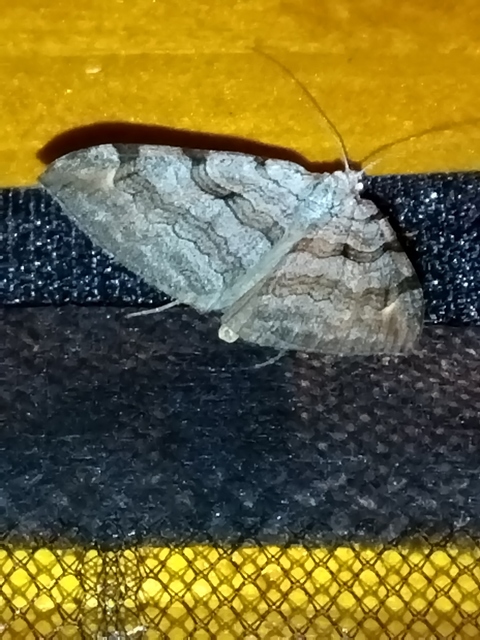 Aplocera efformata/plagiata
