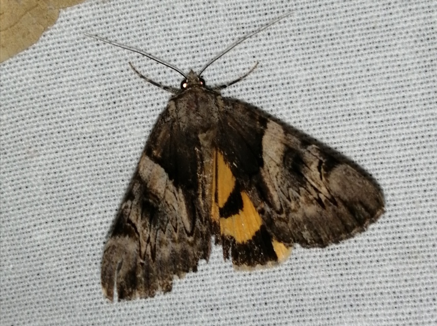 Catocala fulminea - galagonya-övesbagoly