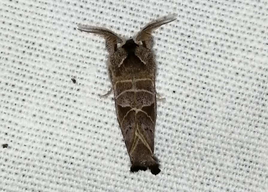 Clostera pigra - apró levélszövő