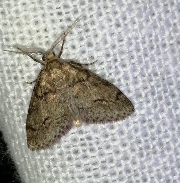 Tephronia sepiaria/Eumannia lepraria