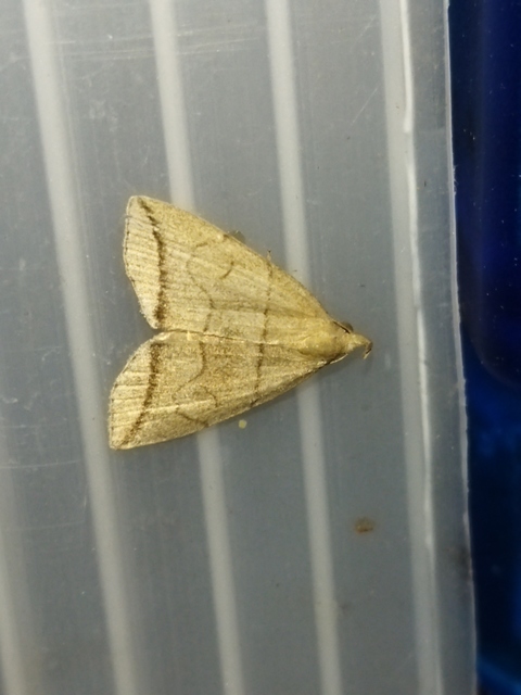 Herminia grisealis - ligeti karcsúbagoly