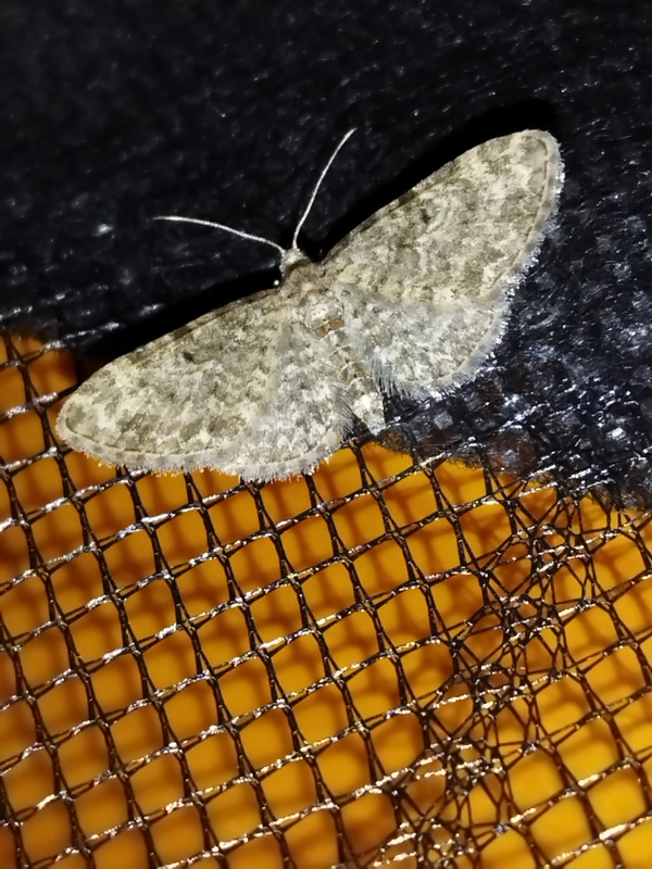 Eupithecia semigraphata - rajzos törpearaszoló