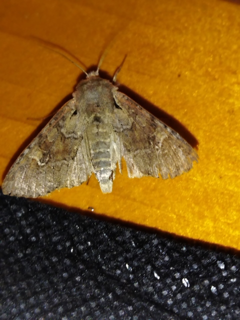 Apamea sordens - kalászrágó dudvabagoly Apamea sordens - kalászrágó dudvabagoly