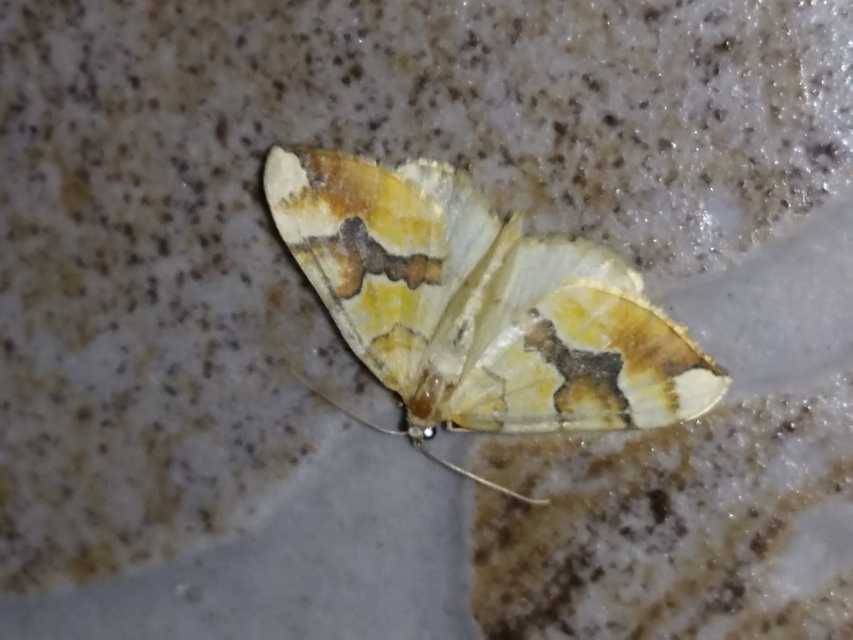 Cidaria fulvata - rózsaaraszoló